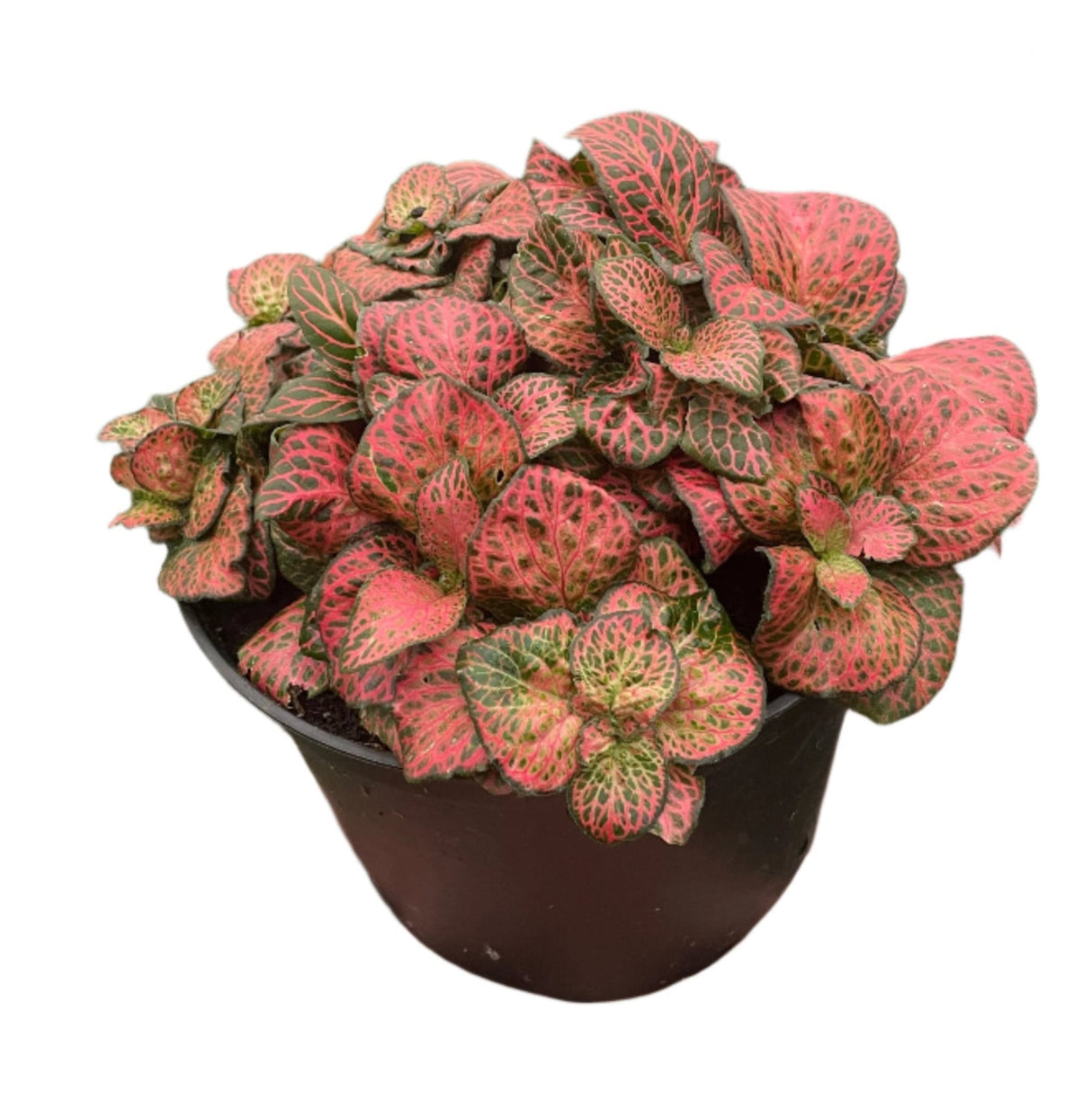 Red Fittonia Houseplant in 6 inch nursery planter on white background