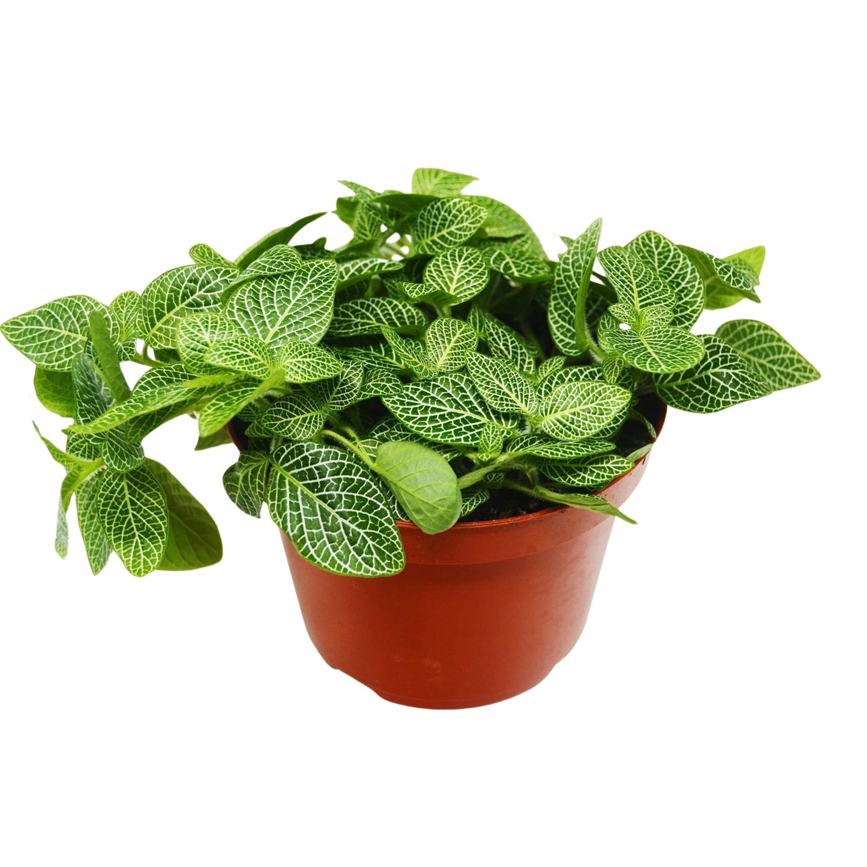 Fittonia albivenis white nerve plant in 6 inch nursery planter on white background