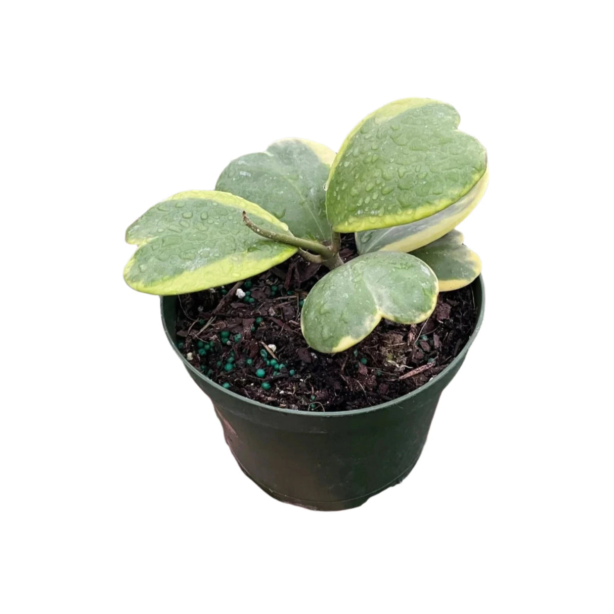 person's hand holding a hoya Sweetheart Variegated houseplant in a 6 inch pot with on white background