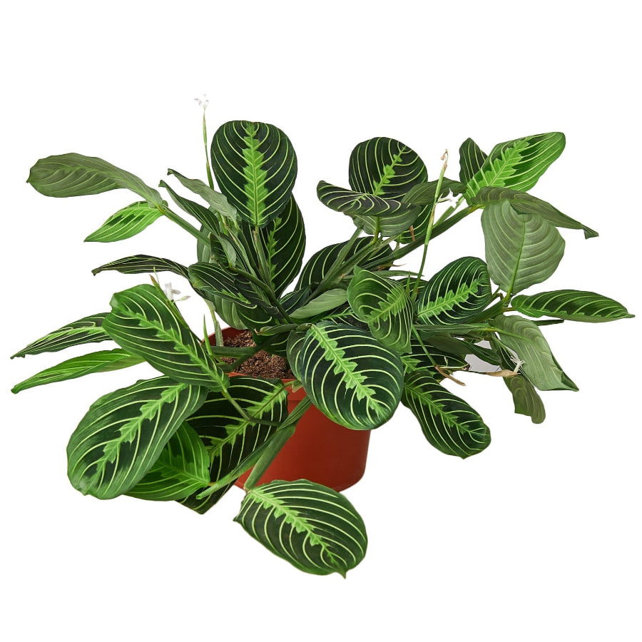 A lush Maranta 'Lemon Lime' plant with broad, veined leaves growing in a red plastic pot.