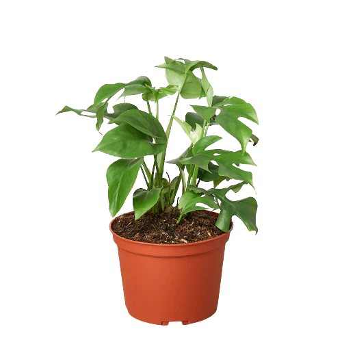 Rhaphidophora Tetrasperma "Mini Monstera" houseplant in 6 inch nursery planter on isolated background