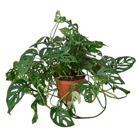 Monstera Adansonii Swiss cheese houseplant in 6 inch nursery planter on white background