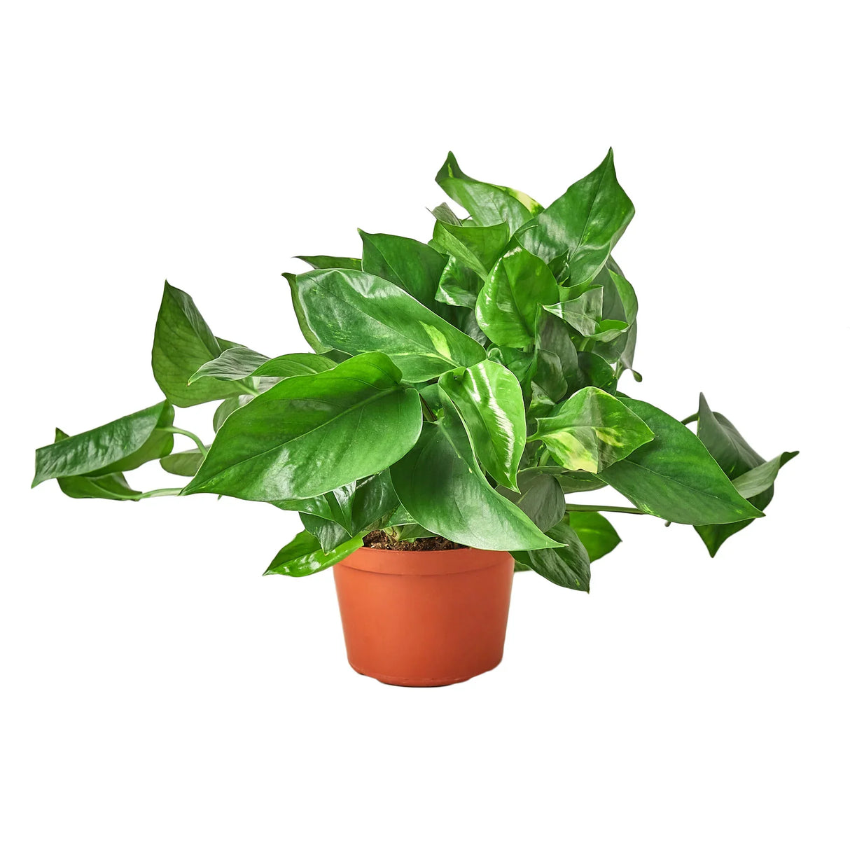 golden pothos houseplant in a 6 inch nursery pot on a white background
