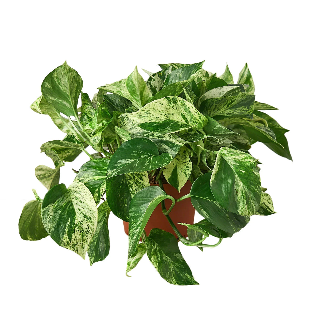 Pothos 'Marble Queen' in a small red-brown plastic pot with trailing green and white leaves.