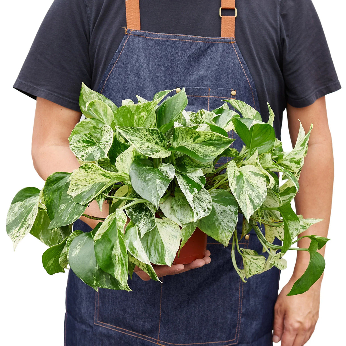 Person wearing an apron holding a full Pothos 'Marble Queen' plant with dense variegated foliage.