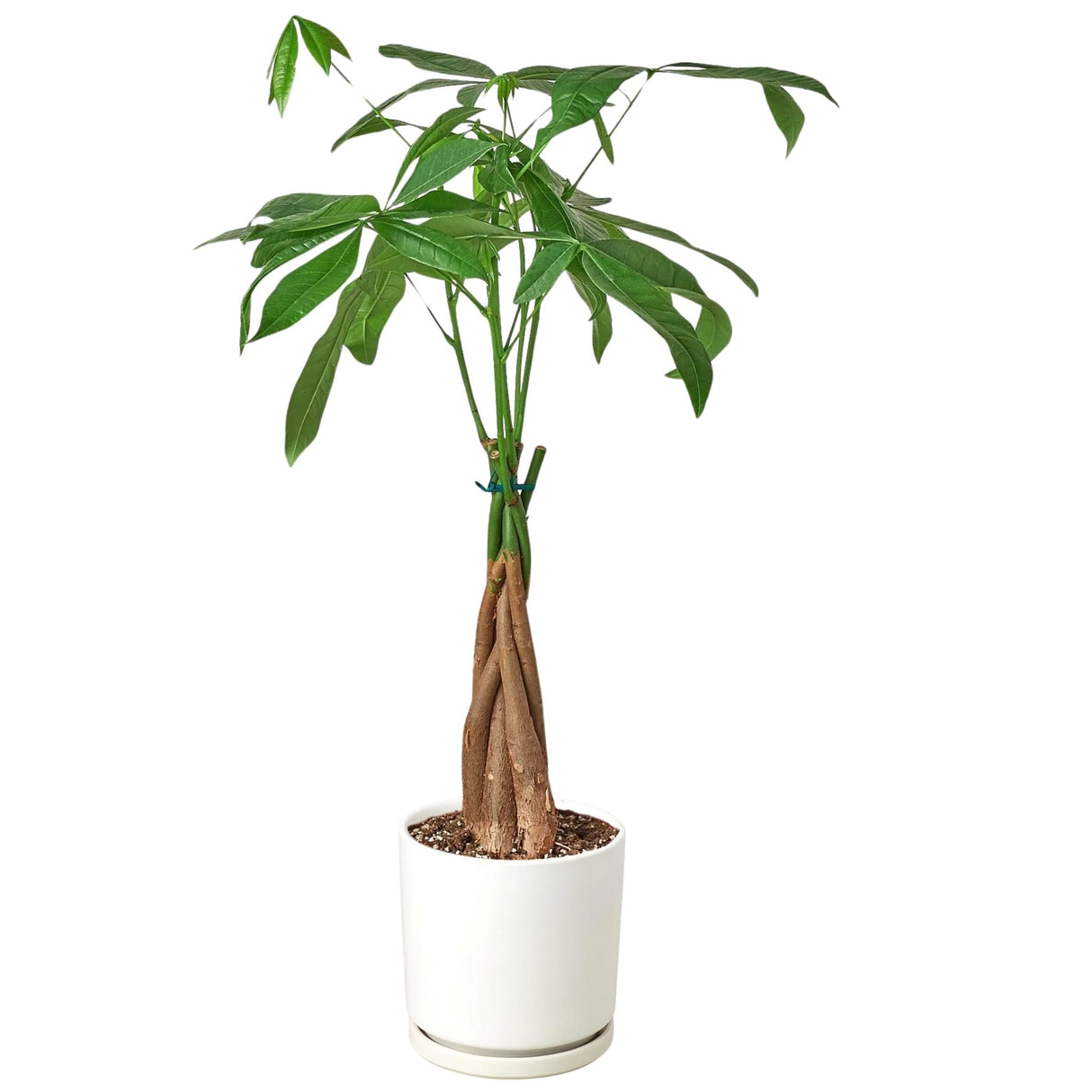 Braided Money Tree with green leaves in a white cylindrical pot.
