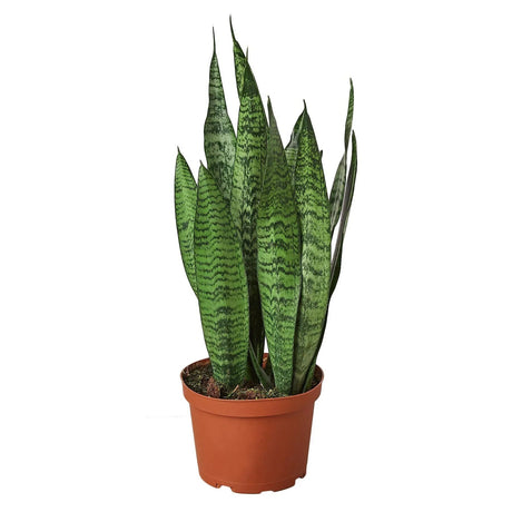 Snake Plant 'Zeylanica' in 6 inch nursery planter on white background