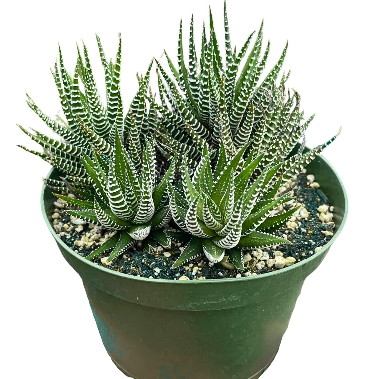 Potted Zebra Succulent in a green plastic pot, with multiple offshoots growing from the base.