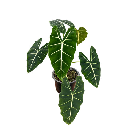 Alocasia Micholitziana 'Frydek'