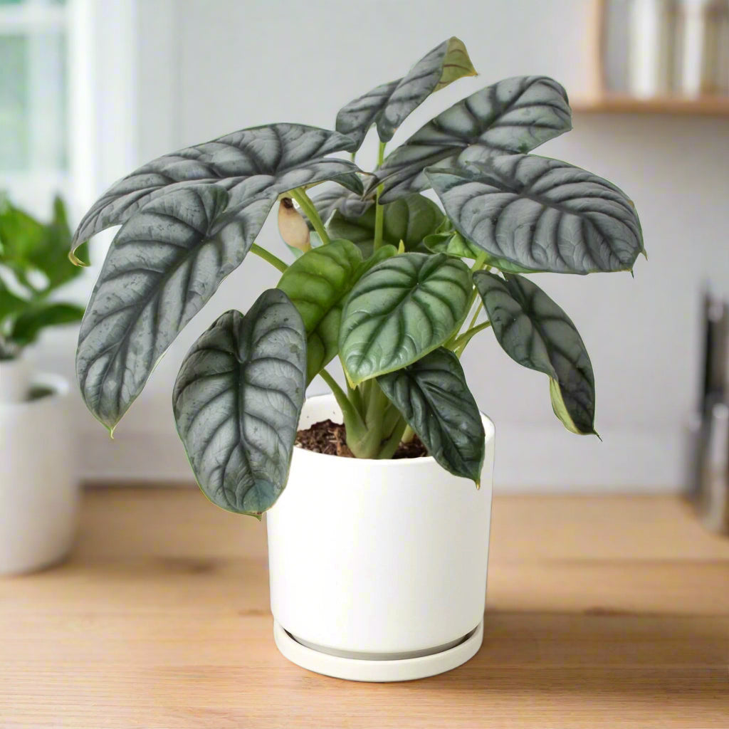 Alocasia Silver with large arrow-shaped silver leaves and dark veins in a white pot on a butcher block kitchen counter.