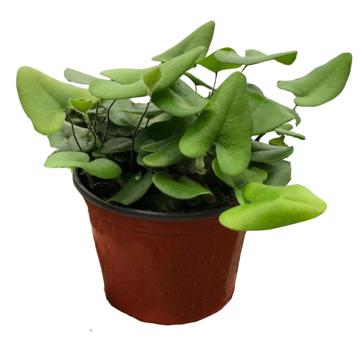 fern heart houseplant in 6 inch nursery planter on white background
