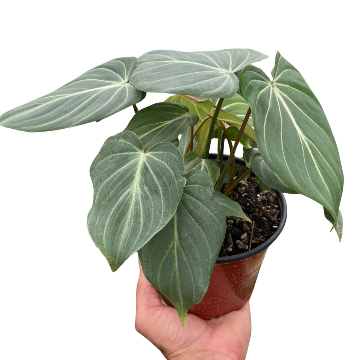 Philodendron Gloriosum "Zebra"