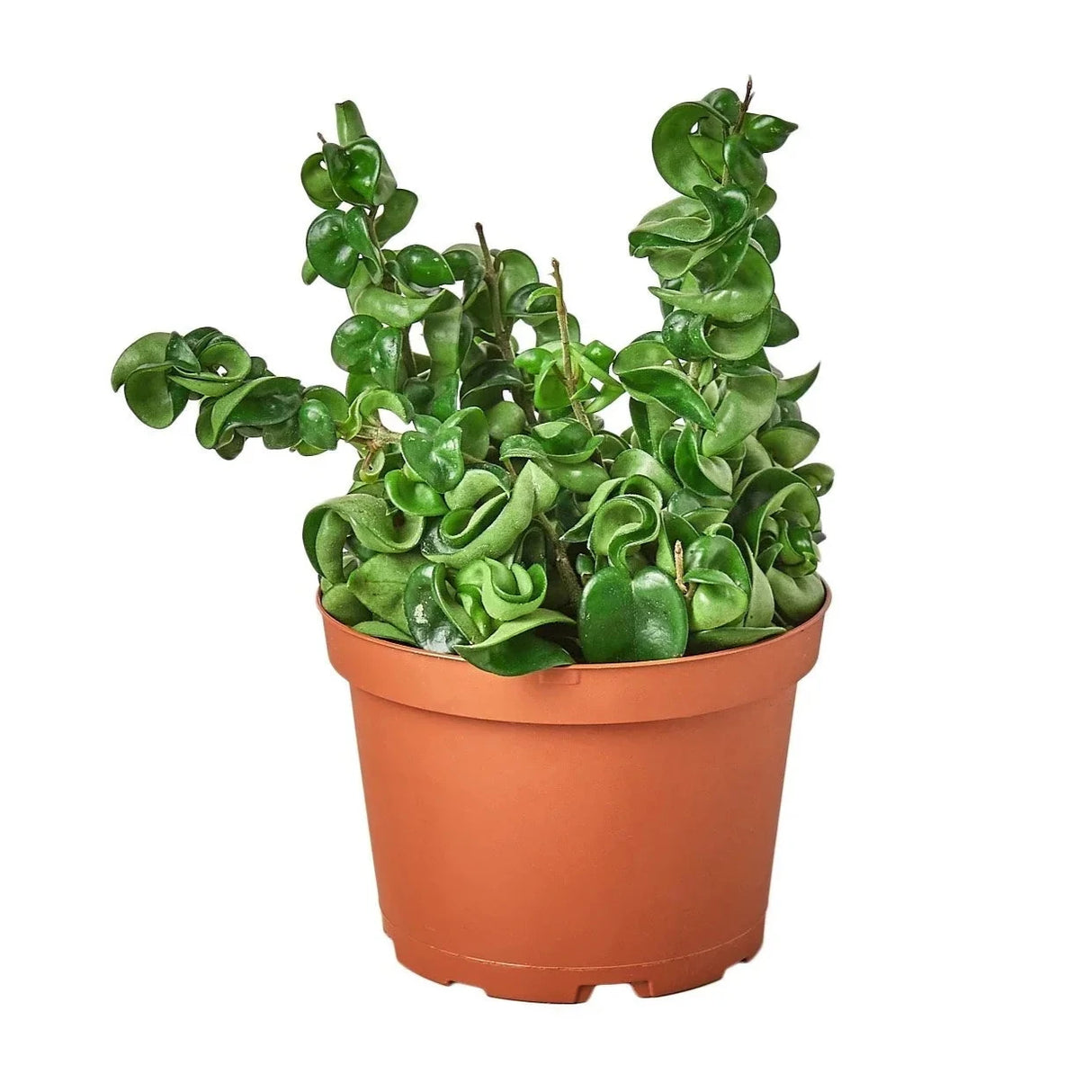 Hoya Rope Plant succulent in 6 inch planter on white background
