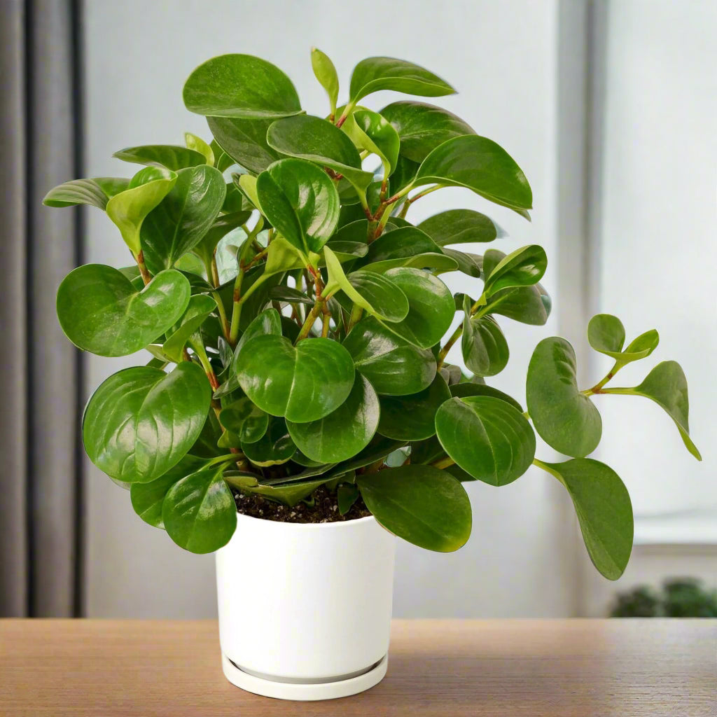Peperomia Thailand with round, glossy green leaves in a white pot on a wooden table near a window.
