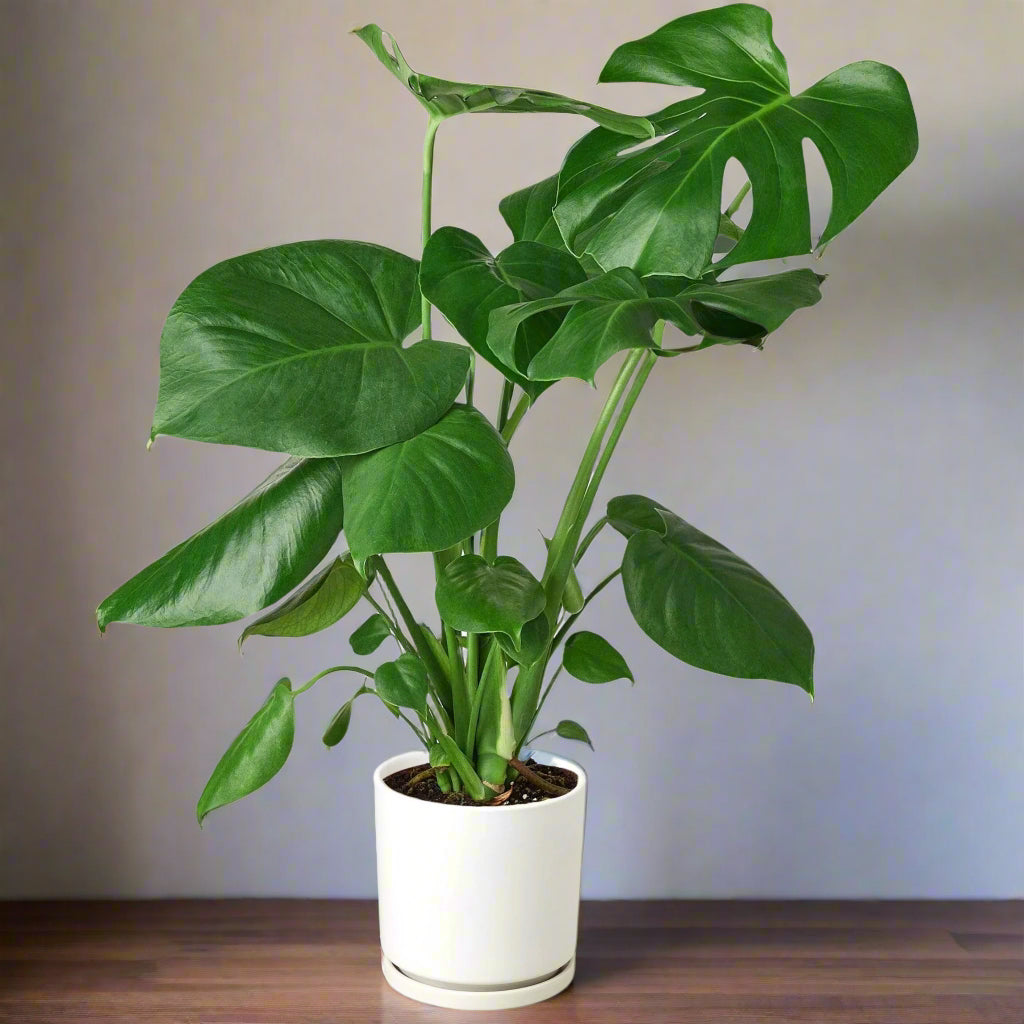 Split Leaf Monstera with broad green leaves and natural splits in a white pot on wooden table against white wall.
