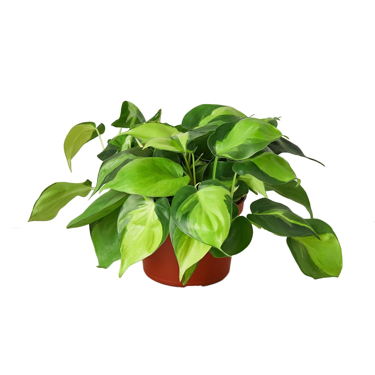 philodendron brasil houseplant in 6 inch planter with variegated foliage on white background