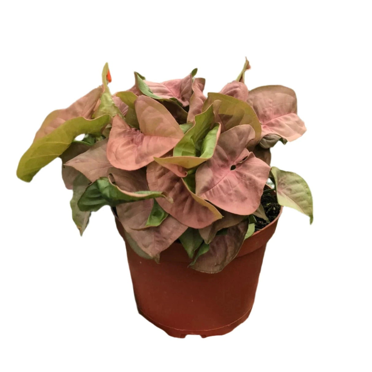 strawberry syngonium pink houseplant in nursery planter on white background
