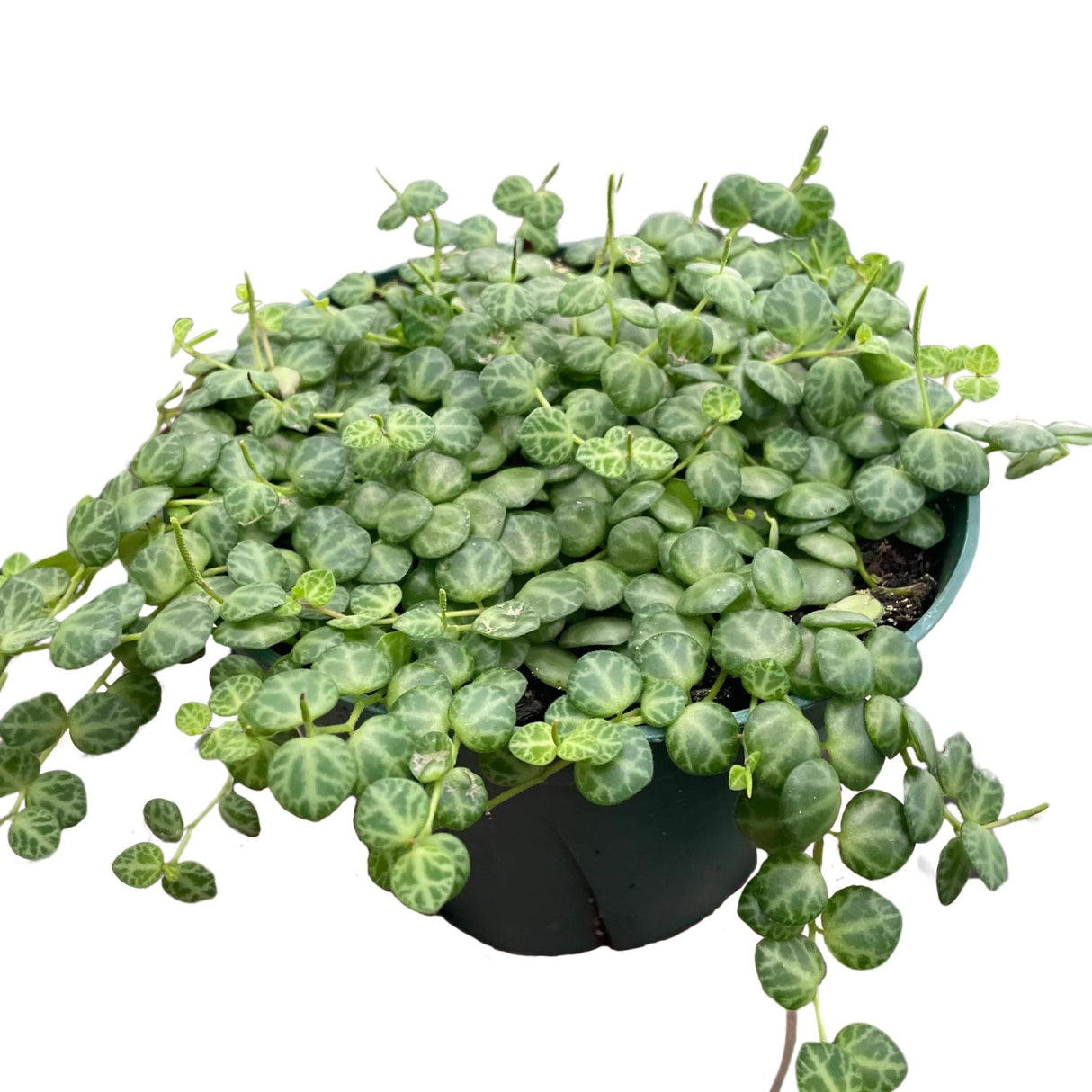 String of turtle houseplant in a 6 inch nursery planter on white background