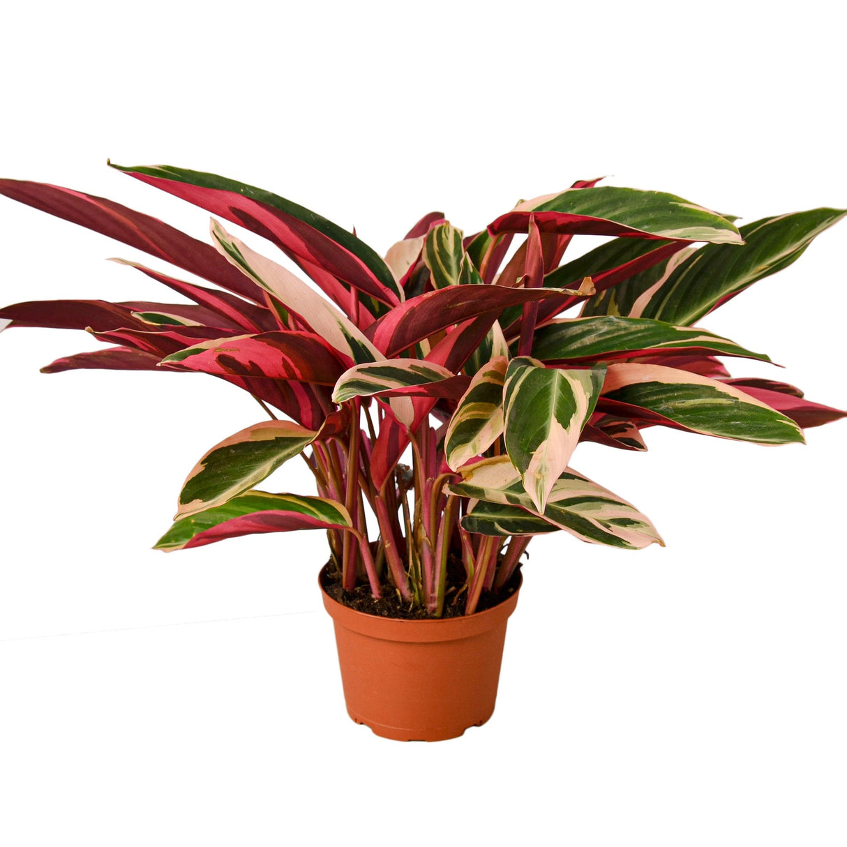 stromanthe triostar houseplant in a 6 inch nursery planter on white background