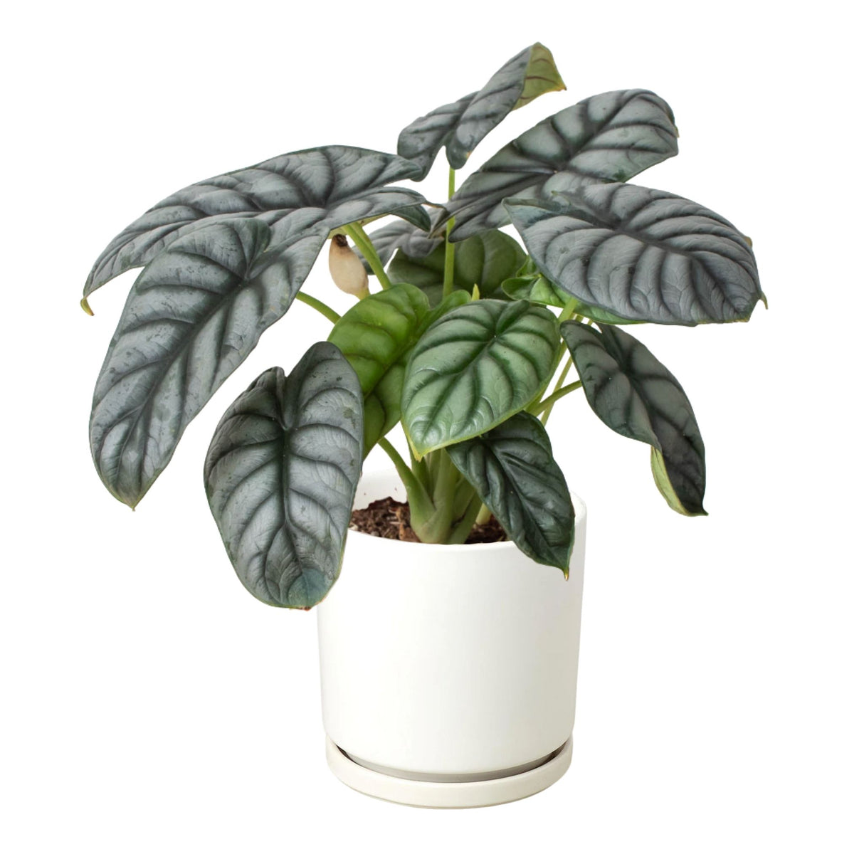 Alocasia Silver with arrow-shaped silver-green leaves in a white pot.