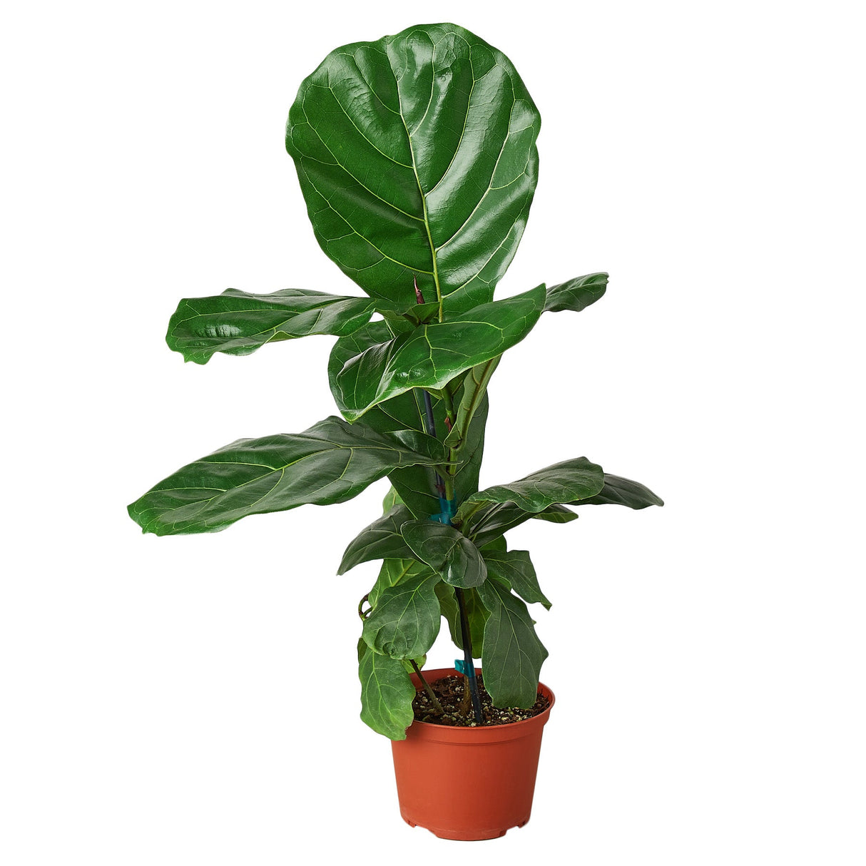 Fiddle leaf fig houseplant in a 6 inch planter on white background