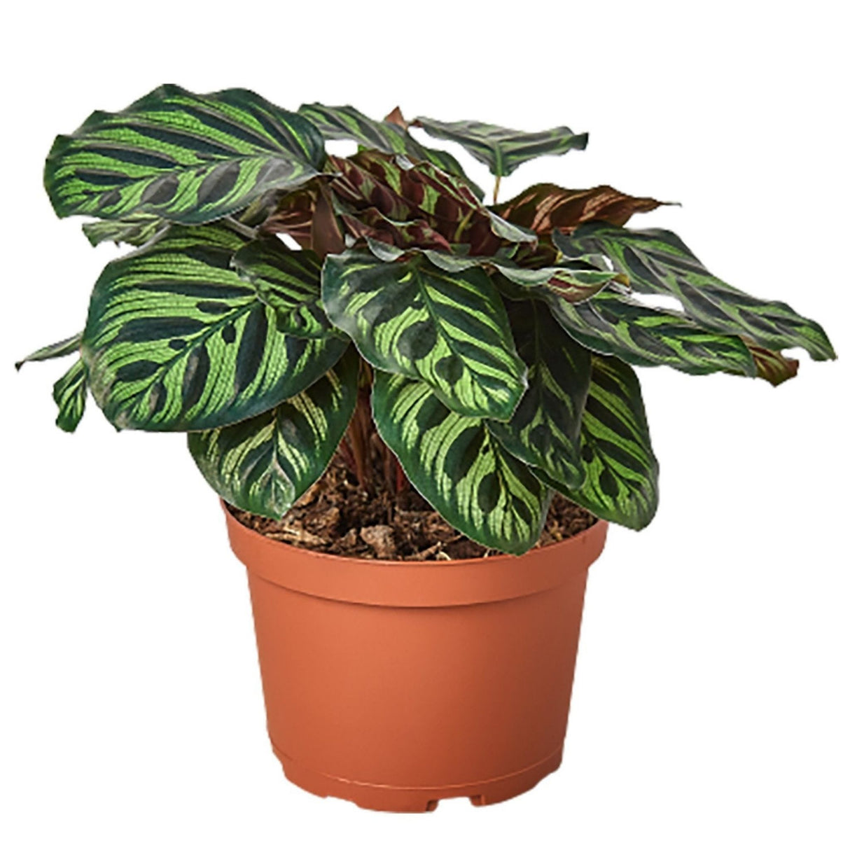 Calathea 'Makoyana' in a 6 inch nurser pot, with green patterned leaves and reddish undersides.
