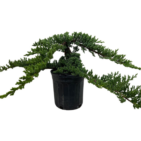 Bonsai Juniper