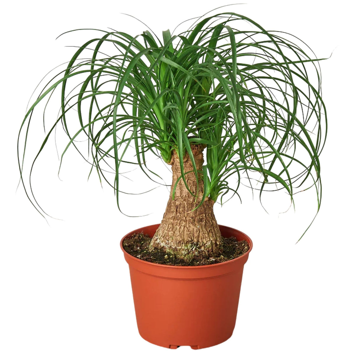 ponytail palm tree in 6 inch nursery planter on white background