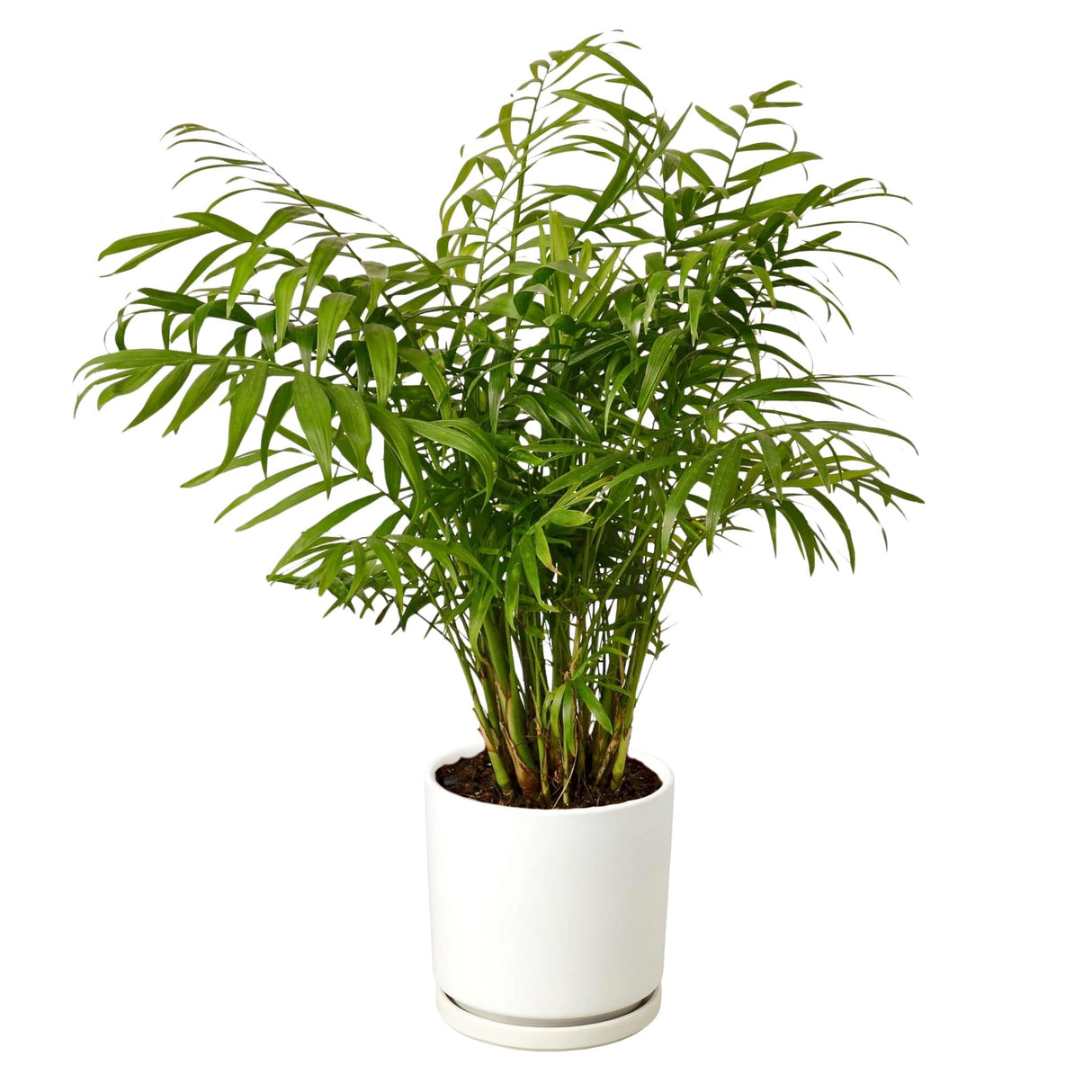 Parlor Palm with feathery green fronds in a white cylindrical pot.