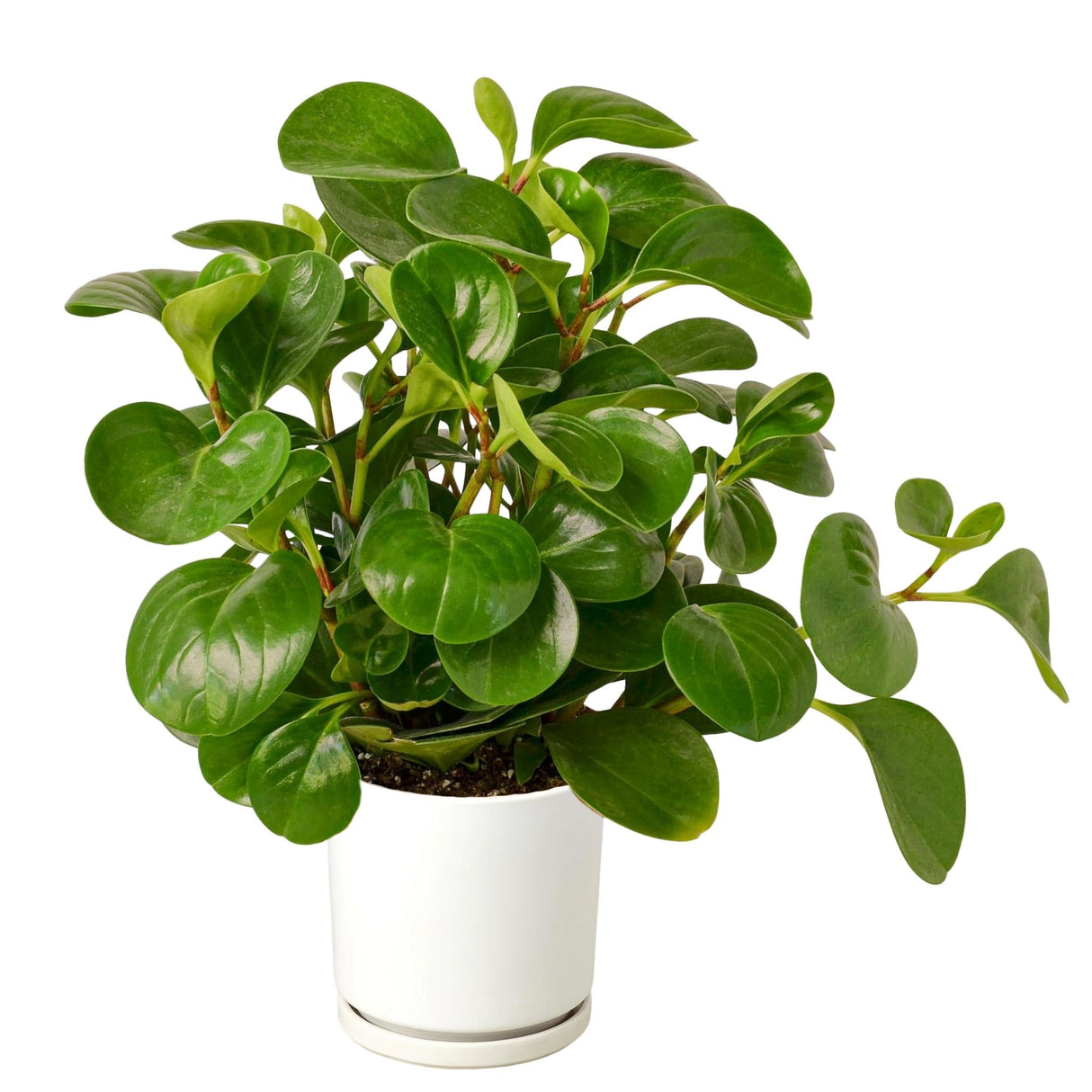 Peperomia Thailand with round green leaves in a white cylindrical pot.