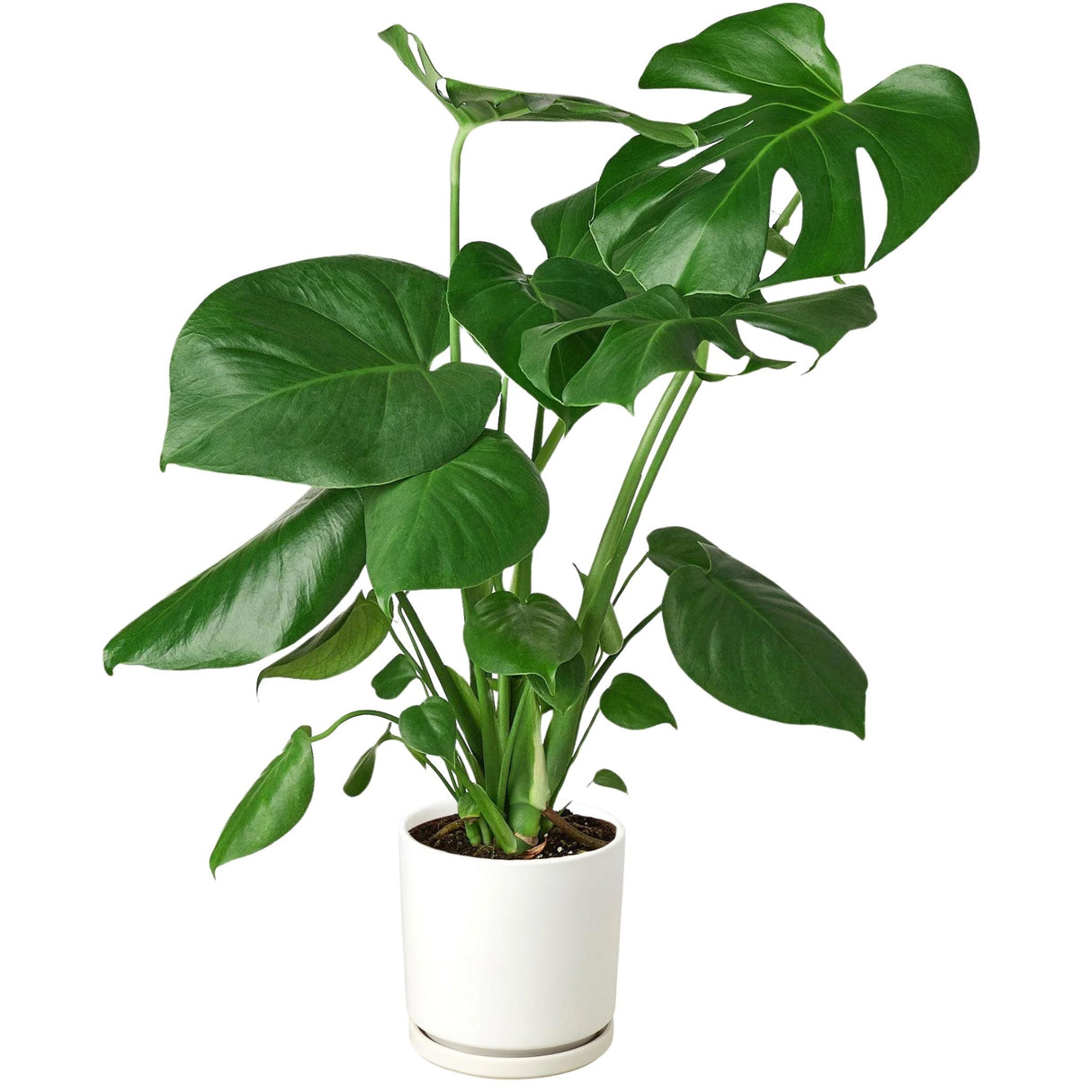 Pre-Potted Houseplants (White Planter)