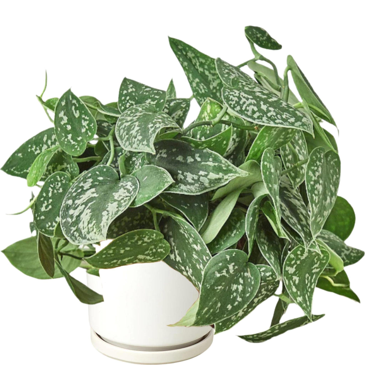 Silver Pothos with trailing heart-shaped leaves in a white pot.