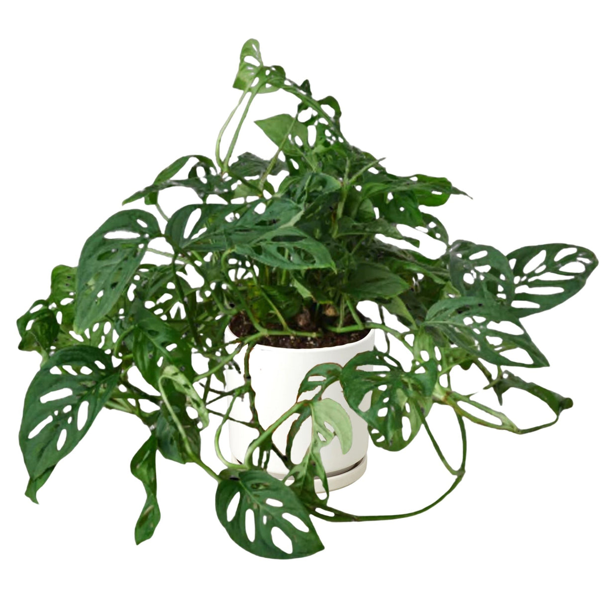 Swiss Cheese Monstera with split green leaves in a white pot.