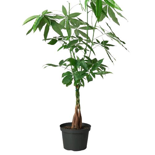 guiana chestnut pachira money tree large size 8 inch planter