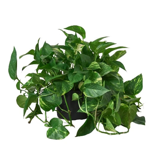 large golden pothos plant with lush golden and green foliage in a black nursery pot on a white background