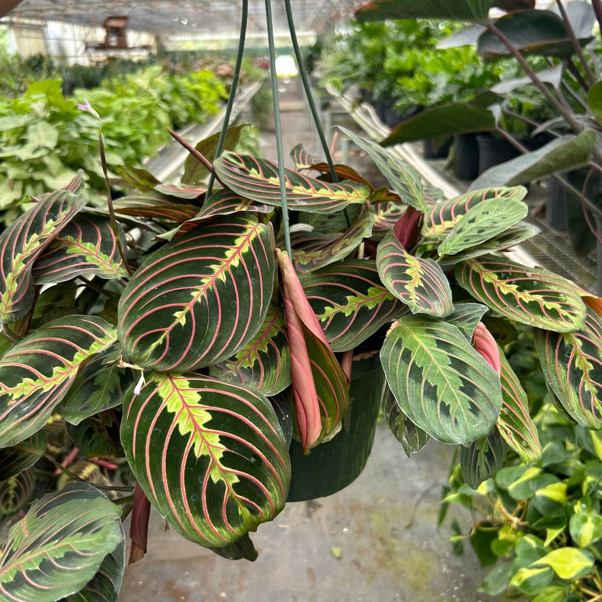 greenhouse with the primary view on a maranta red houseplant in a hanging basket being held in the foreground