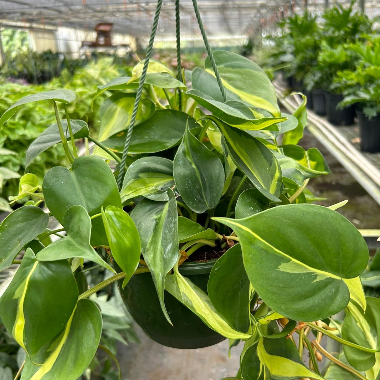 philodendron brasil houseplant with variegated foliage with plant nursery in background