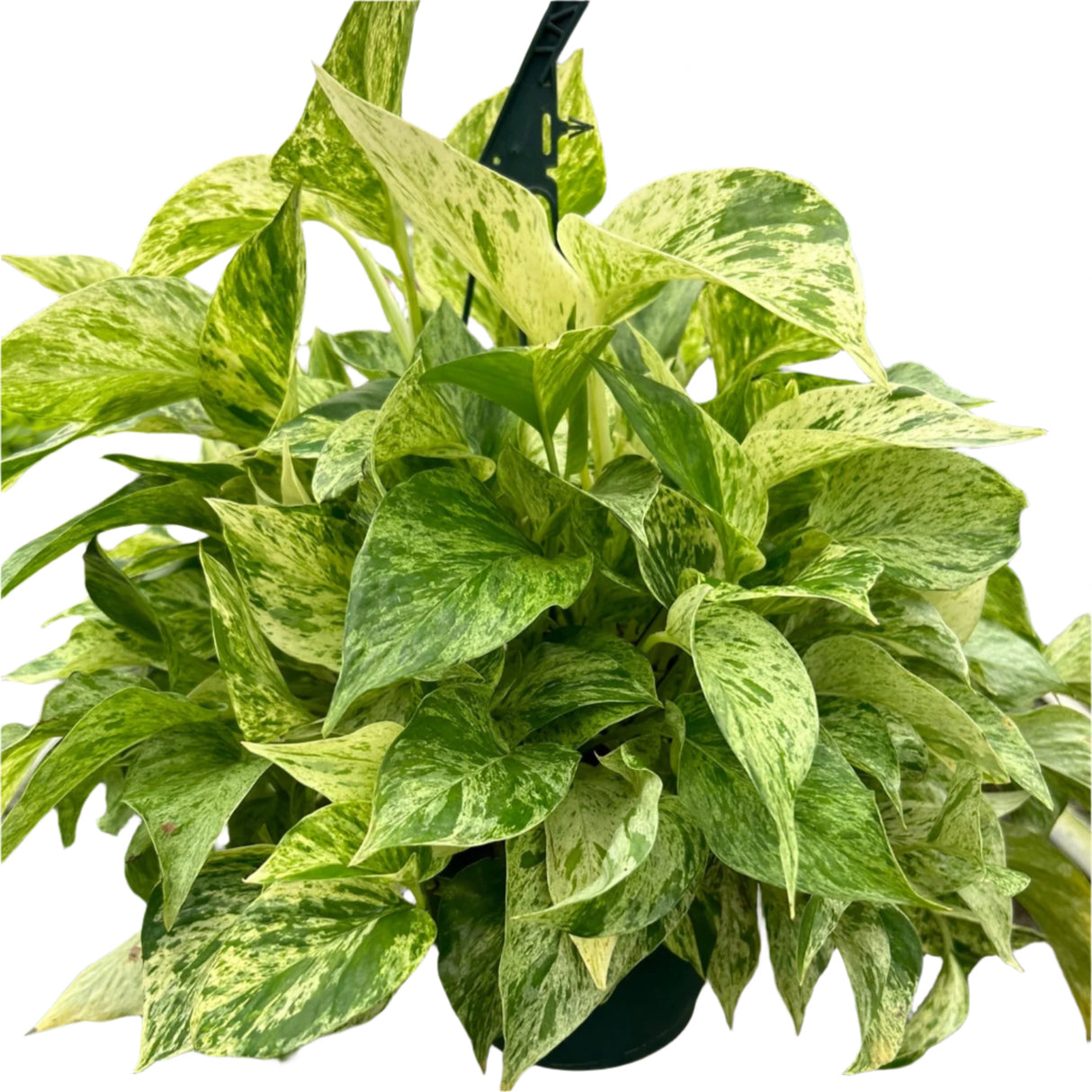 Bushy Pothos 'Marble Queen' plant with abundant variegated foliage in 8 inch planter on white background.