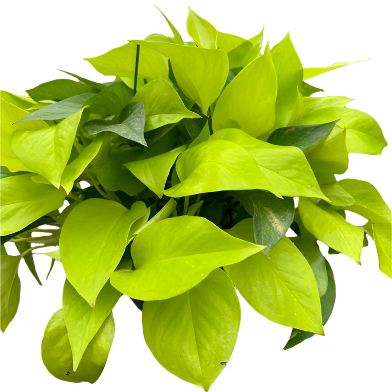 Mature neon pothos houseplant in 8 inch planter.
