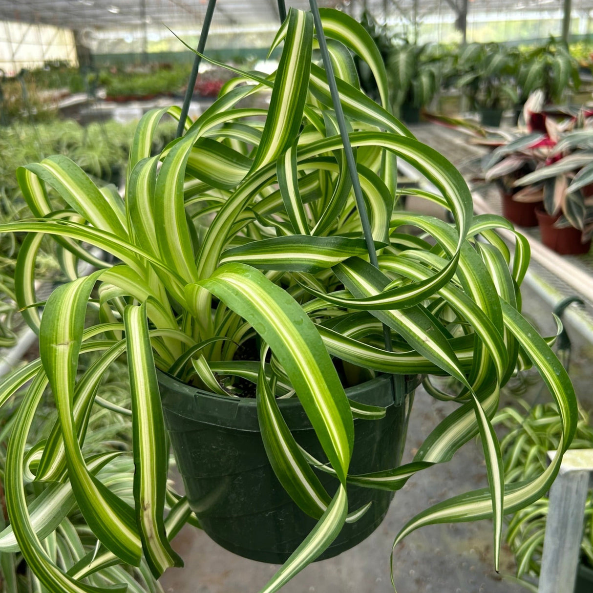 spider bonnie houseplant in an 8 inch basket planter with a houseplant nursery in the blurred background