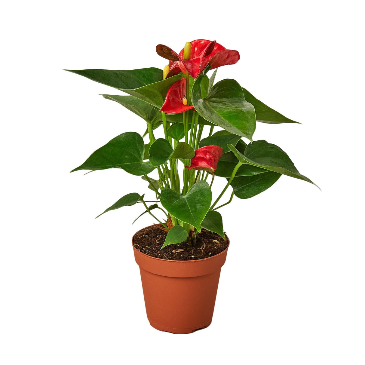 Anthurium 'Red' Houseplant