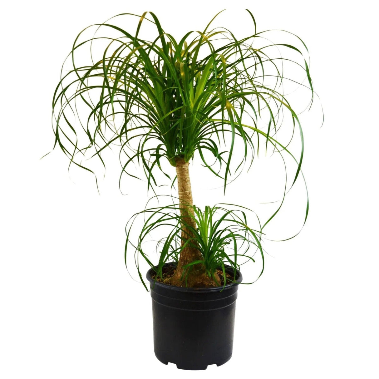poneytail palm tree in 8 inch nursery planter on white background