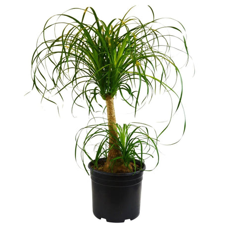 poneytail palm tree in 8 inch nursery planter on white background