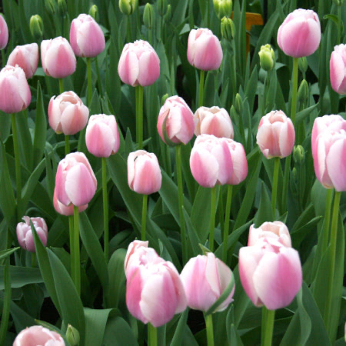 Jacuzzi Tulip Bulbs - NationwidePlants.com