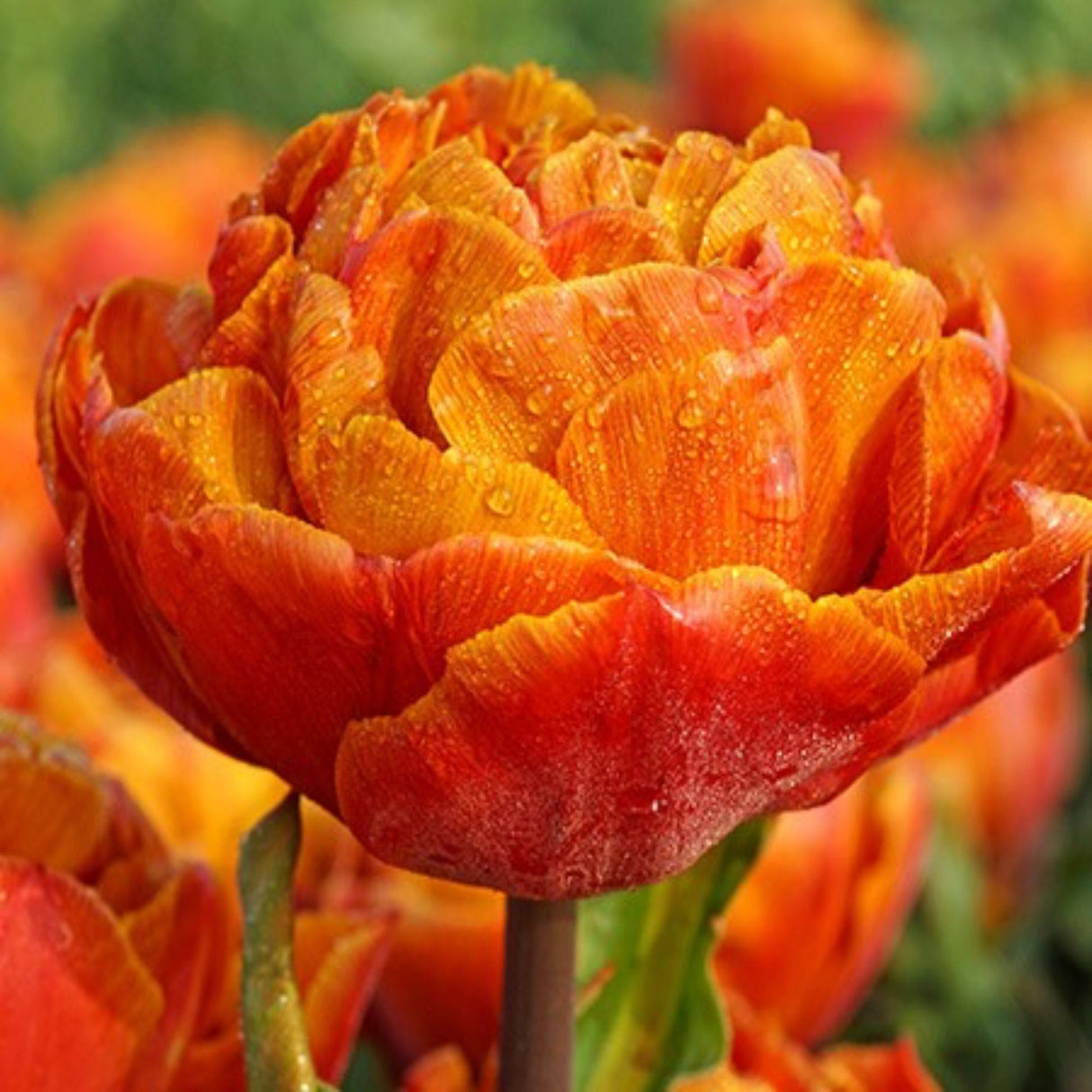 Gudoshnik Double Tulip Bulbs - NationwidePlants.com