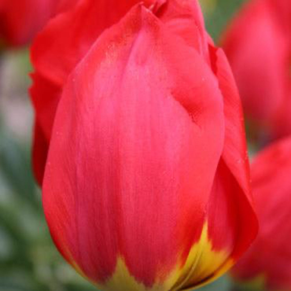 Ile De France Tulip Bulbs - NationwidePlants.com