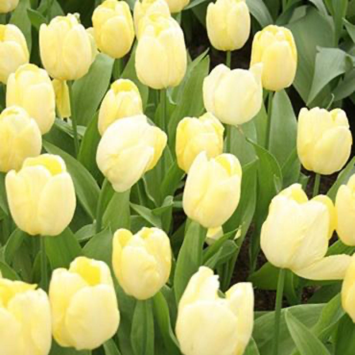 Francoise Tulip Bulbs - NationwidePlants.com