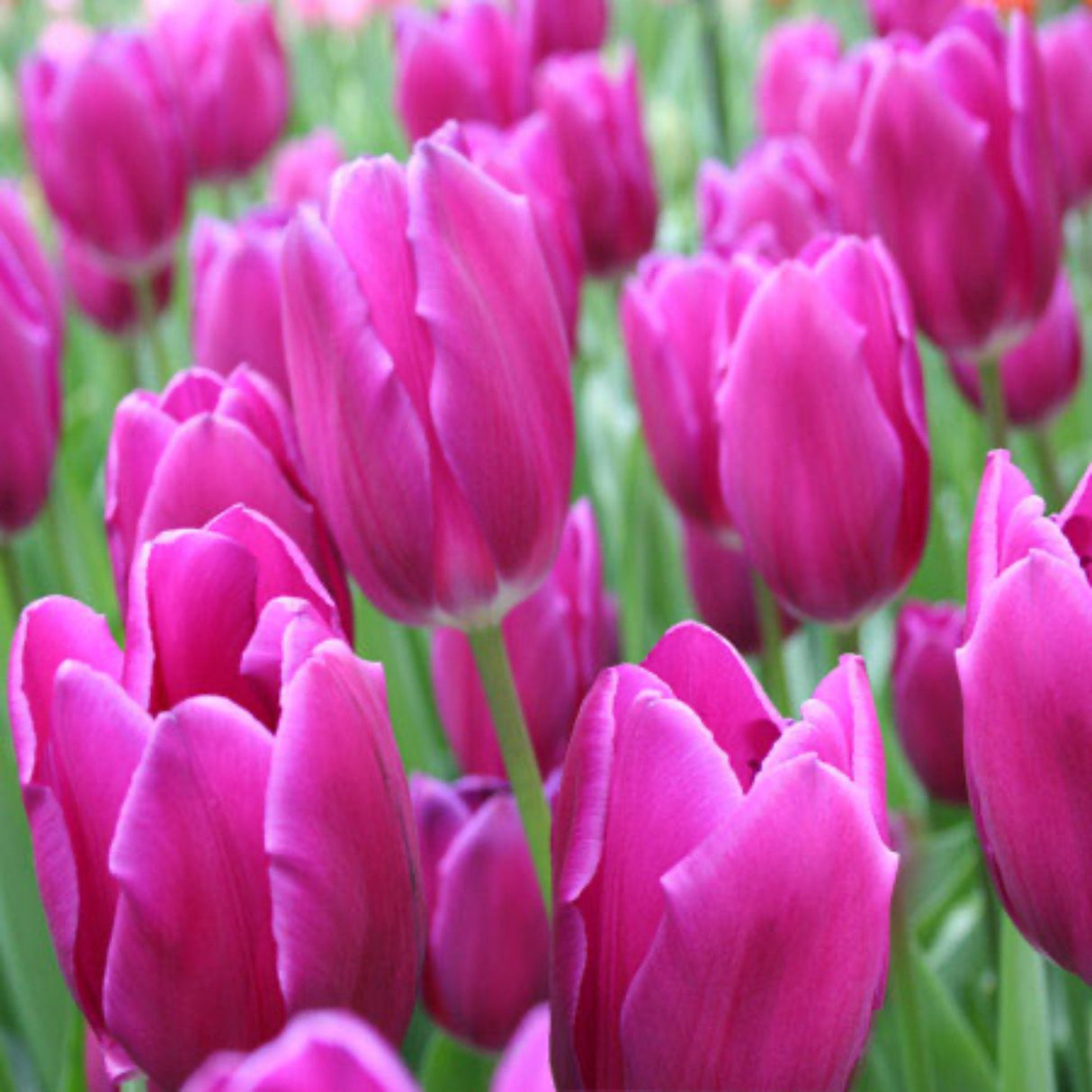 Kansas Proud Tulip Bulbs - NationwidePlants.com