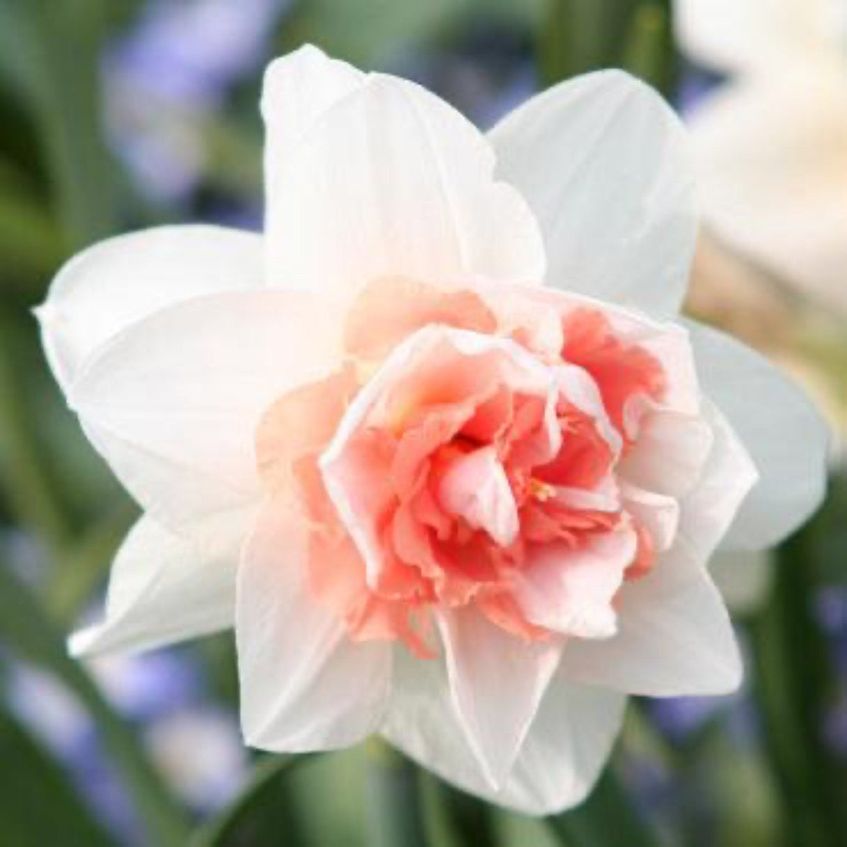 Sweet Paradise Daffodil Bulbs - NationwidePlants.com