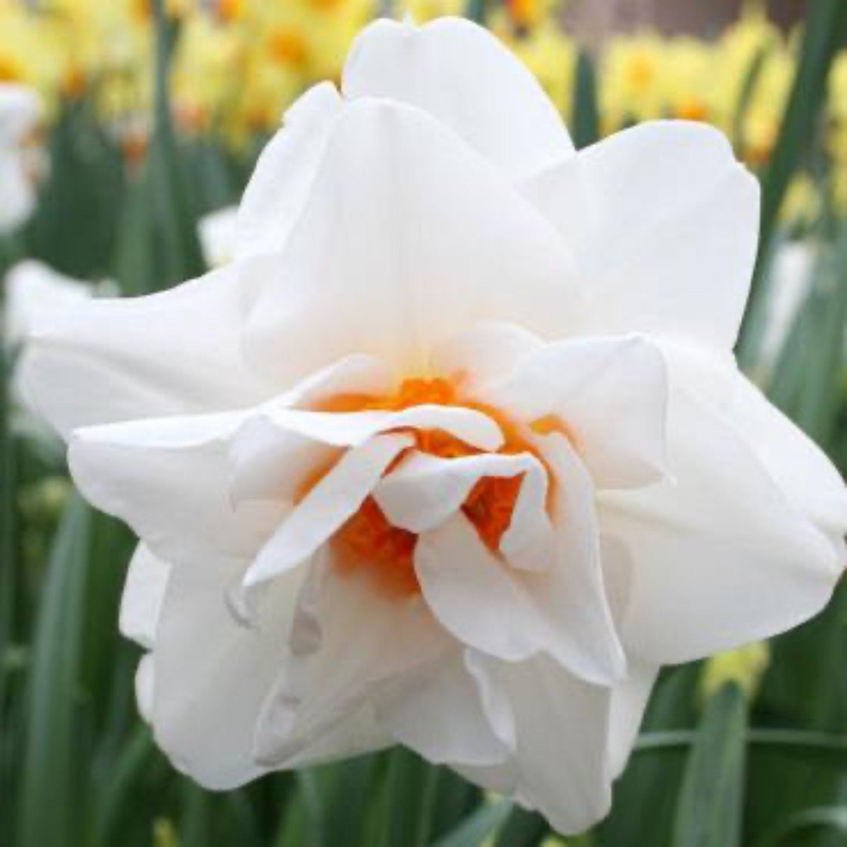 Replete Pink Daffodil Bulbs - NationwidePlants.com